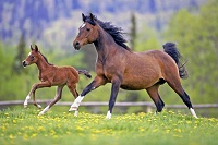 Foaling mares are totally relaxed, stress free, study finds