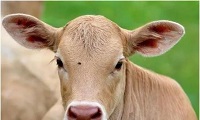 Cattle-killer: Two parasites are better than one