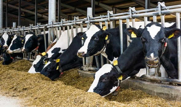 7 FACTORS THAT AFFECT INTAKE AND DIGESTIBILITY IN CATTLE