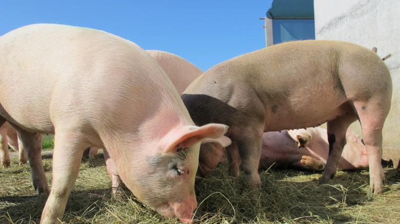 Deadly bacterial infection in pigs deciphered