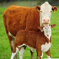 Early separation of cow and calf has long-term effects on social behavior