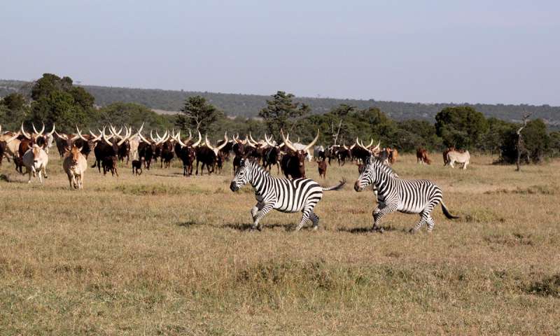 Potential benefits of wildlife-livestock coexistence in East Africa