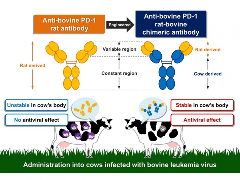 Overcoming immune suppression to fight against bovine leukemia