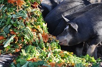 Feeding food waste to pigs could save vast swathes of threatened forest and savannah
