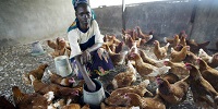 Humans, livestock in Kenya linked in sickness and in health