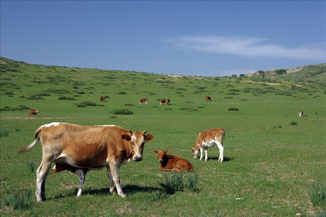 Livestock disease risk tied to herd management style