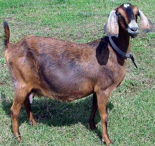 8 Breeds of Dairy Goats You Should Know