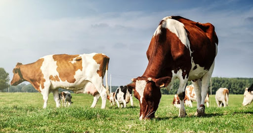 DNA study of cow stomachs could aid meat and dairy production