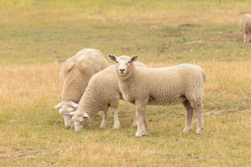 Native bighorn sheep herds retain migratory diversity