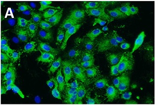 A Minimally Replicative Vaccine Protects Vaccinated Piglets Against Challenge With the Porcine Epidemic Diarrhea Virus