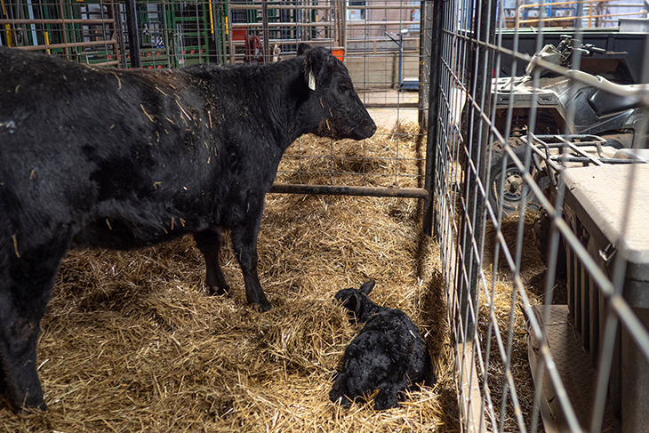 A backwards calf will need assistance at birth