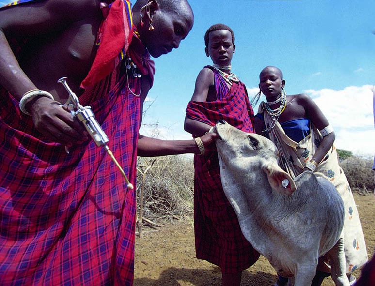 A vaccine against the lethal cattle disease East Coast fever