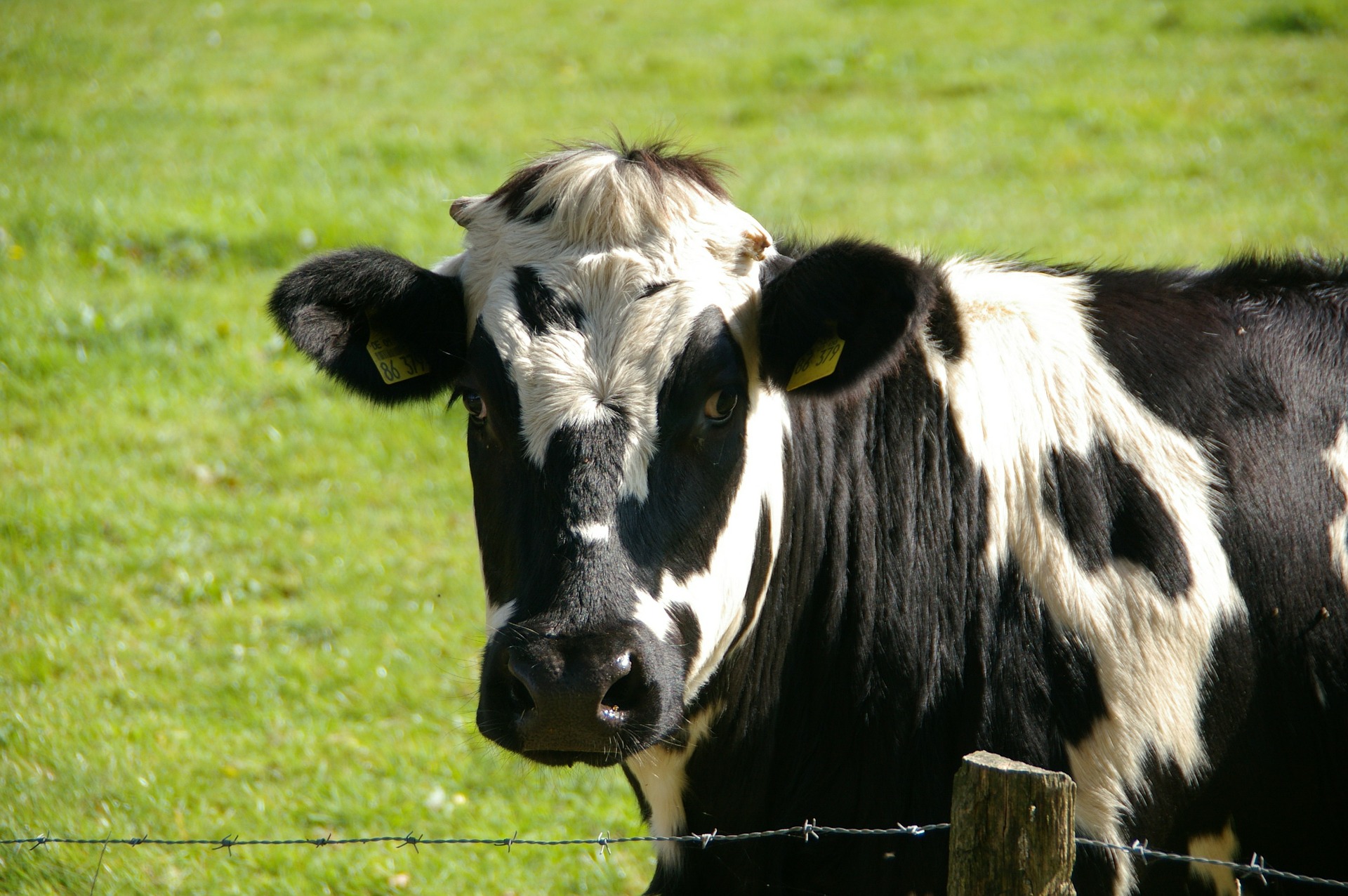 AU Animal Resources Seed Centres of Excellence to Boost Climate Change Adaptation