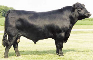 Aberdeen Angus