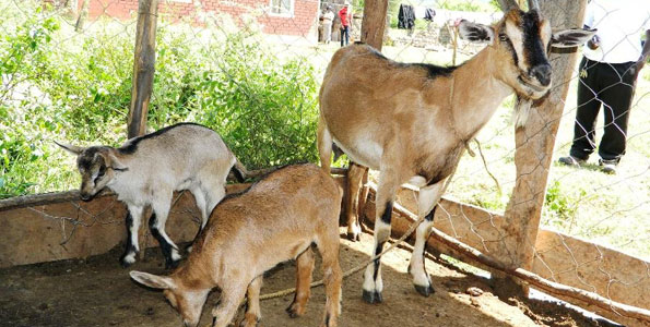 Africa appeals for global support to curb sheep, goats plague