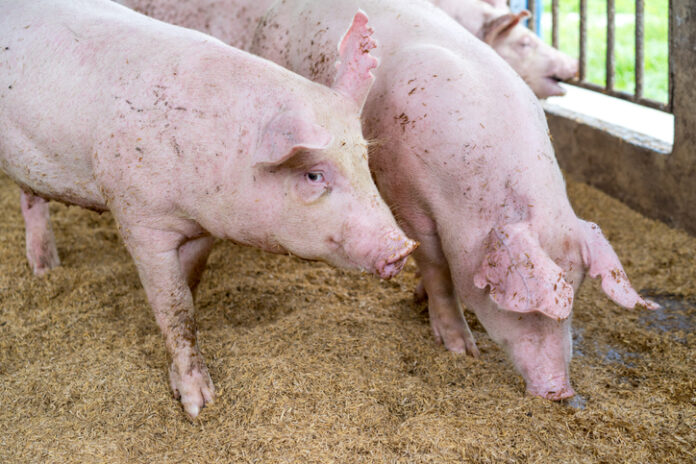 African Swine Fever All You Need to Know About the Dreaded Virus