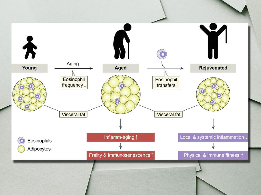 Age-related impairments reversed in animal model