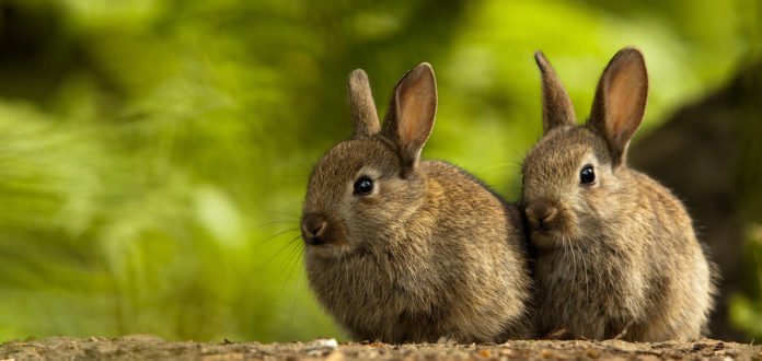 All you need to know about rearing Rabbits!