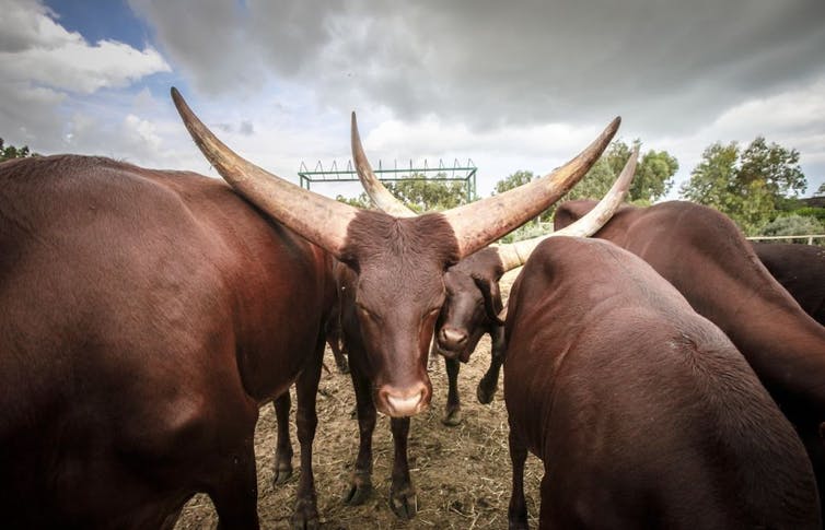 An evolutionary jolt helped cattle to spread across Africa. Now genetics must make them more productive