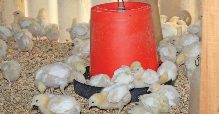 Animal feed tips for cutting costs and reducing wastage
