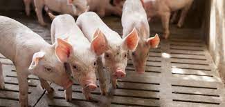 Antibiotic-resistant strains of staph bacteria may be spreading between pigs raised in factory farms