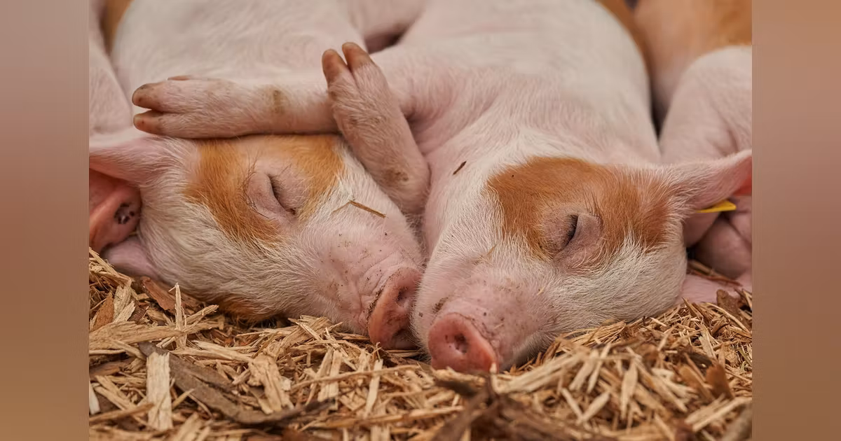 Antibiotic-resistant strains of staph bacteria may be spreading between pigs raised in factory farms