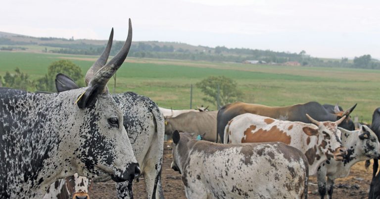 Award-winning Nguni breeder shares her formula for success