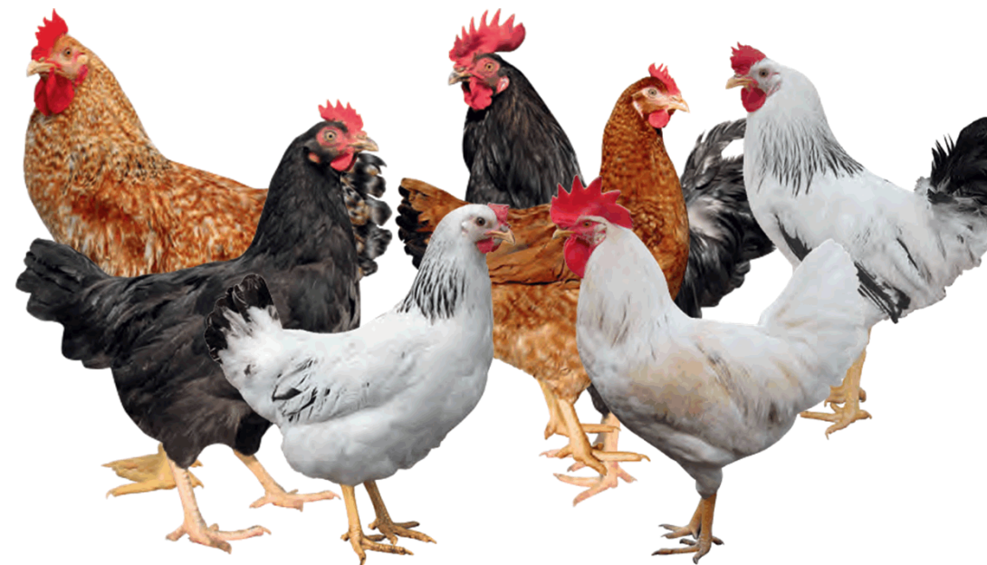 Biosecurity in poultry.