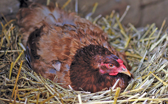 Basic chicken care how to breed and feed