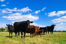 Beef Production Insights on Carbon, Methane and Feeding the Future