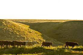 Beef industry can cut emissions with land management, production efficiency