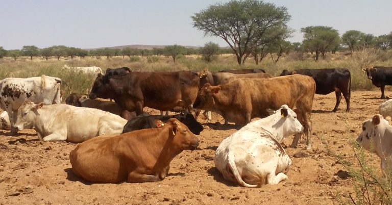 Bid for removal of Namibia’s veterinary fence a risk for SA