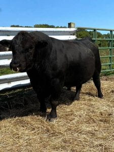 Biosecurity Considerations when Transitioning Newly Purchased Cattle into the Herd