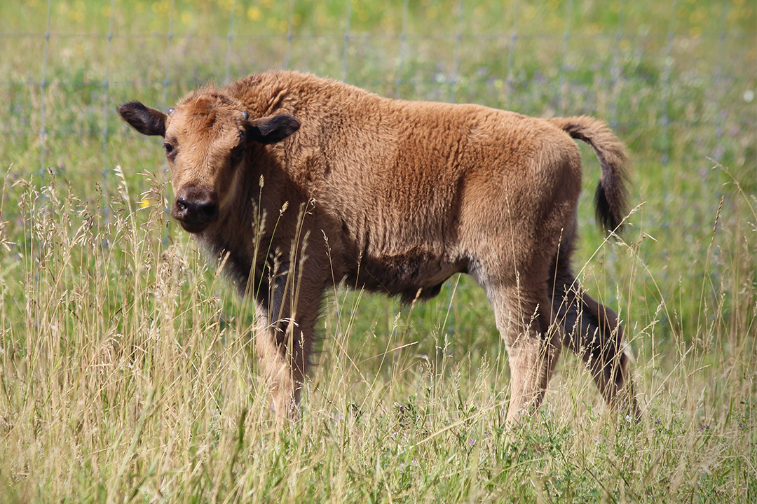 Bison calves leading the way to biobank creation