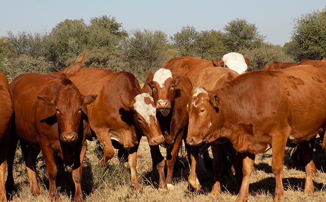 Botswana beef farmers ‘at the mercy’ of cattle buyers