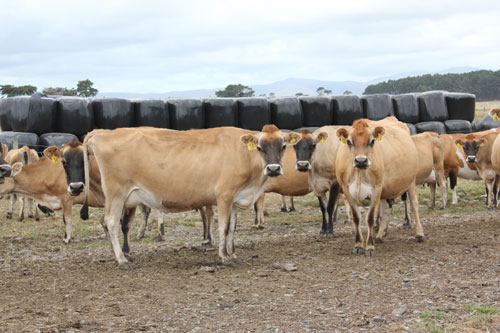 Bovine Babesiosis (BB) is a tick-borne disease of cattle.