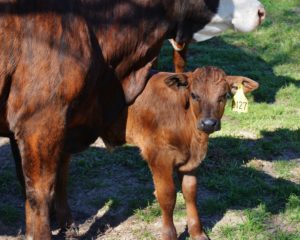 Bovine Viral Diarrhoea (BVD)