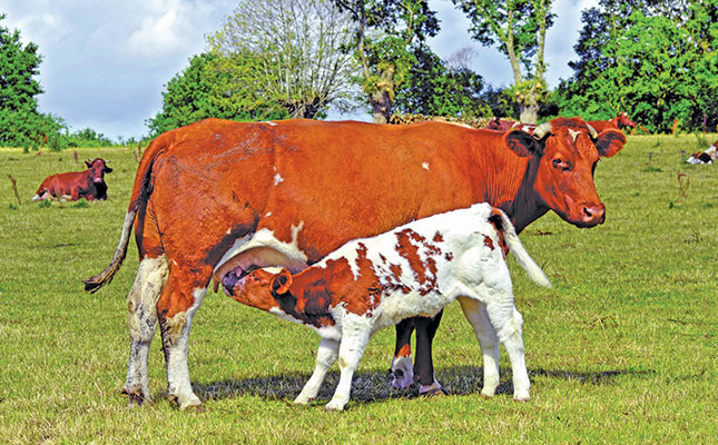 Breeding seasons in summer rainfall areas