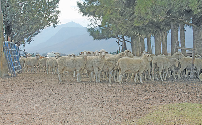 Breeding top-performing Dohne Merino on 95ha