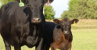 [Copy] CATTLE FEEDING PROCESS FROM CALF TO MATURITY.