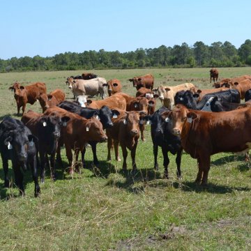 CATTLE GROUP PROPOSES MORE TRANSPARENCY IN MARKET PRICES