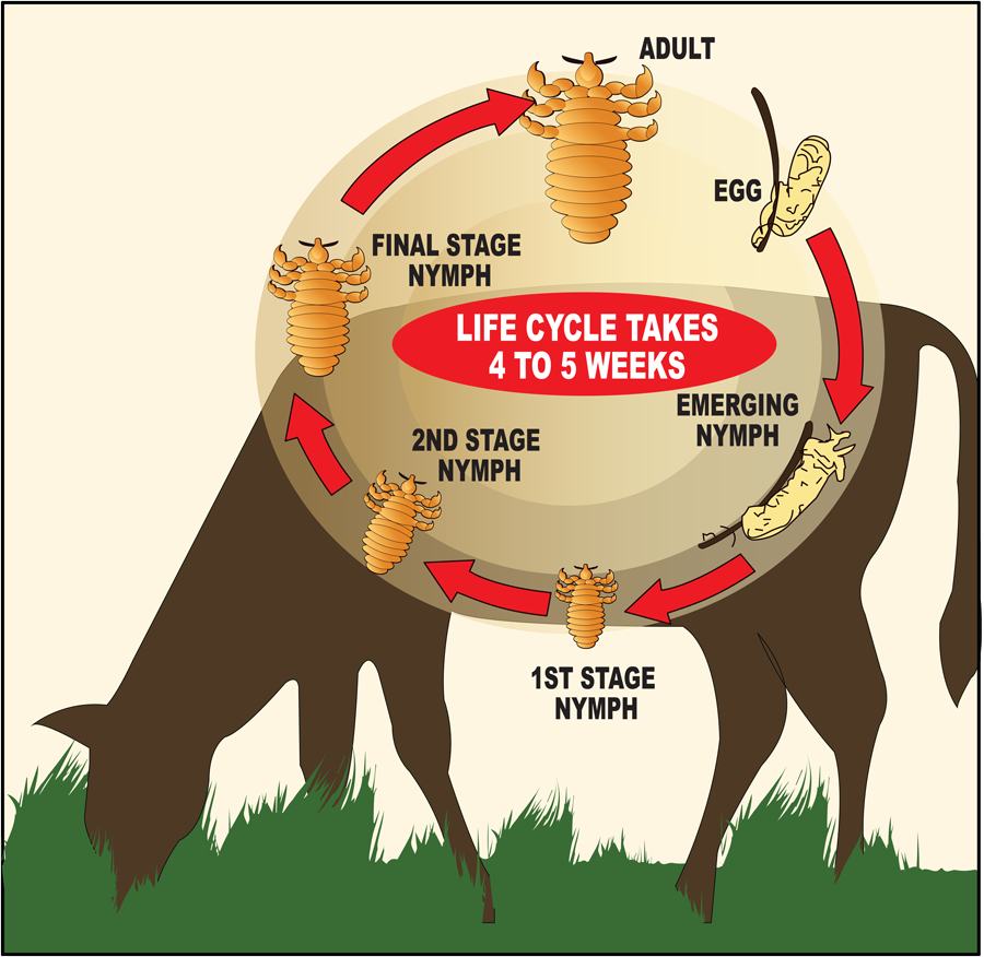 Cattle Lice Control