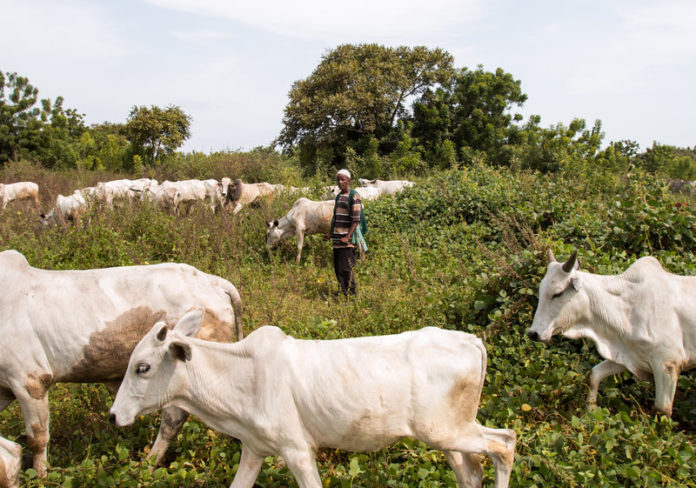 CBPP in Cattle Symptoms and Prevention