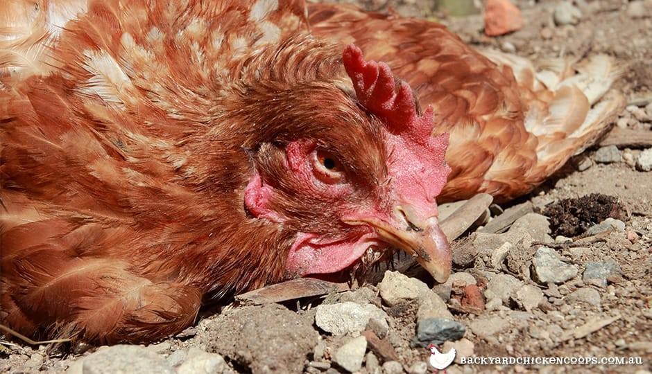 COCCIDIOSIS the disturbing chicken disease.