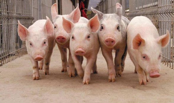 COMMON DISEASES OF SMALL PIG HERDS
