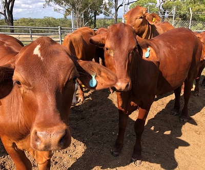 CQUni leads new sensor-based livestock traceability trials