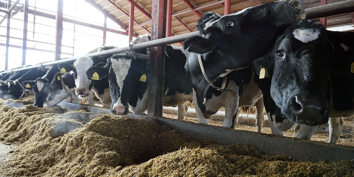 Calcium added to acidified prepartum diets for dairy cows benefits future reproduction