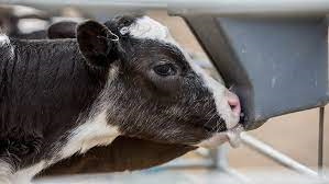 Calf Pneumonia