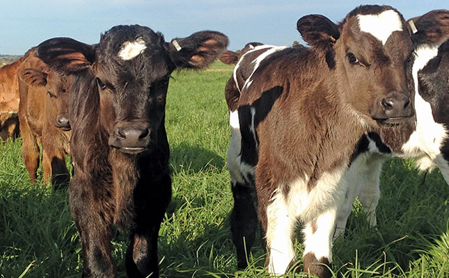Calf health the foundation of a productive cattle herd