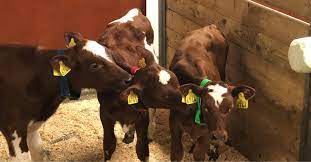 Calf personality, feeding, and growth When one style doesn’t fit all